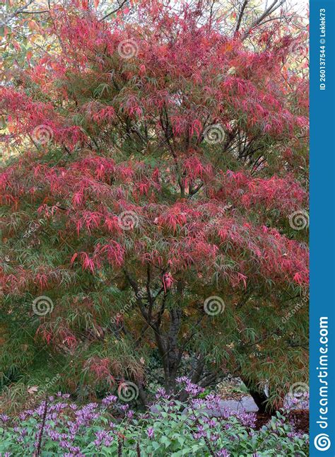 Acer Maple Tree With Leaves In Stunning Autumn Colours Photographed In