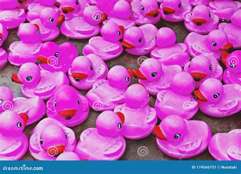 Group Of Pink Rubber Ducks Closeup View Rubber Duck Race Contemporary
