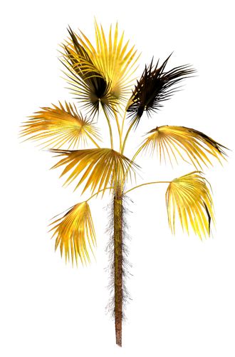 Resim Png Palmiye Ağaç Resimleri Png Palm Trees Download Png