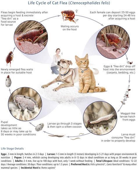 Cat Flea Compared To Dog Fleas Cat Meme Stock Pictures And Photos