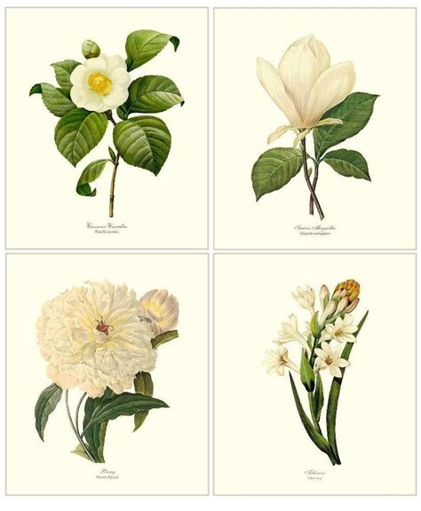 White Botanical Flower Prints Set Vintage Floral Botanical Art