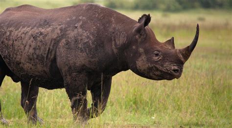 10 Of The Worlds Most Endangered Animals Wwf