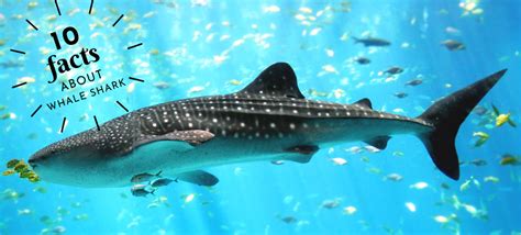 10 Facts About Whale Sharks