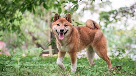 Shiba Inu Gets Listed in Binance and FTX After Price ...