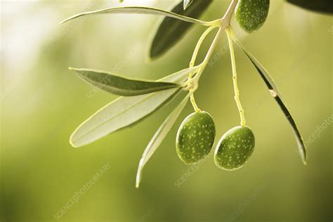 Ripe Olive Fruit On Branch In Organic Orchard Stock Image F0213059