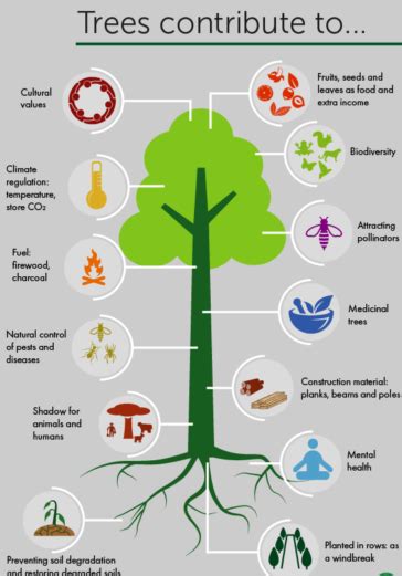 The Importance Of Trees To Mankind Uses And Benefits Of Trees In Life