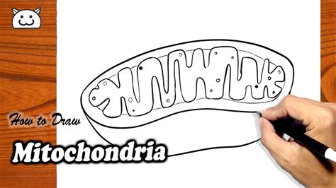 How To Draw Mitochondria YouTube