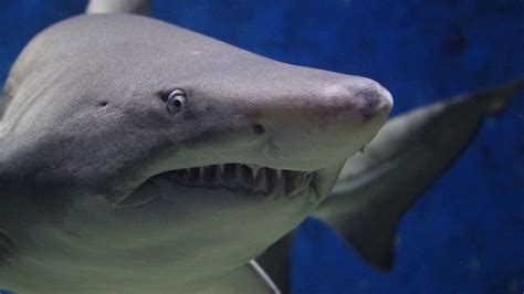 Top 15 Rarest Shark Species Hidden In The Ocean