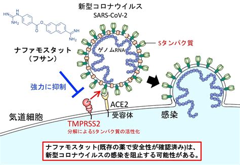新型コロナウイルス感染初期のウイルス侵入過程を阻止、効率的感染阻害の可能性がある薬剤を同定｜東京大学医科学研究所