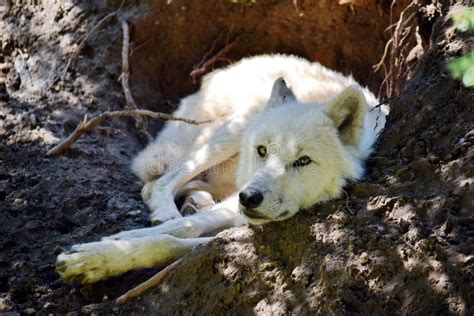 White Arctic Wolf Lying In Den Stock Photo Image Of Grass Pray