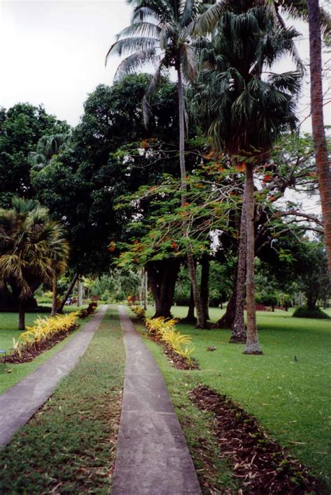 Thurston Gardens Suva Viti Levu Fiji Moonlit2011 Flickr