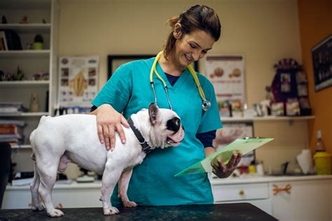 Tips For Working With An Emergency Vet Pets Experience
