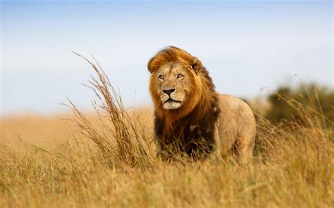 Lion Savanna Animal High Quality Wallpaper Preview