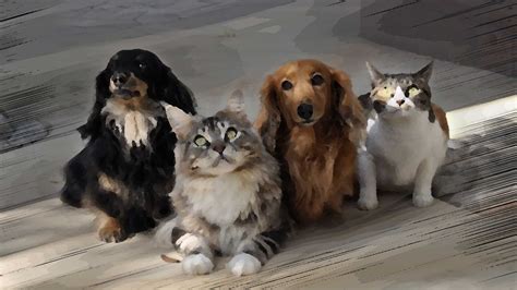 Are dogs really better than cats? Are dogs better than cats? Vote! - netivist