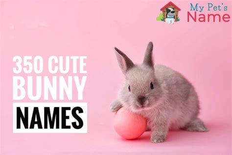 Bunny Names 350 Most Popular Rabbit Names My Pets Name With