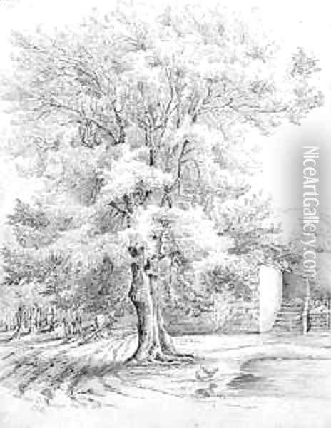 Realistic Tree Coloring Pages