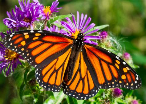 ‘it Is A Sign A Warning Migrating Monarch Butterflies Which Summer