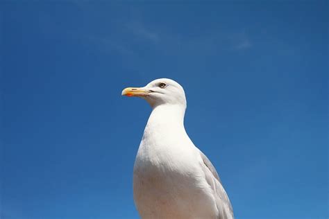 White Bird Blue Sky Closeup Seagull Animals One Animal Animals