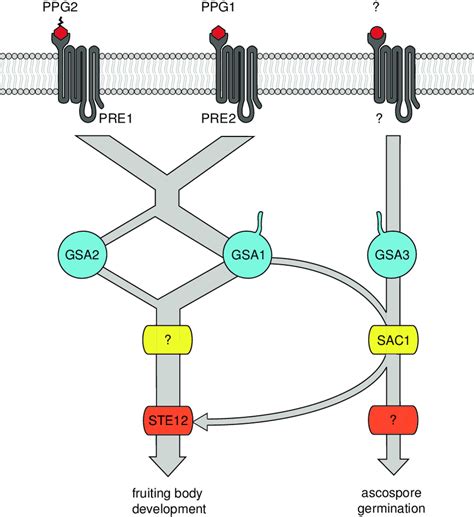7 pheromone signalling pathway showing the function of pheromones download scientific diagram