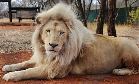 In africa their biggest rivals are lions who will often steal food from leopards rather than hunt for themselves. Pin by bb on GEDEON7 in 2020 | African cats, Big cats, Animals