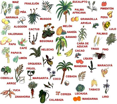 Fauna Y Flora Lo Mas Importante De La Naturaleza Fauna Y Flora Colombiana