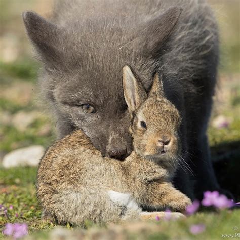 Cute Bunny And Its Fox Buddy Chilling Natureismetal