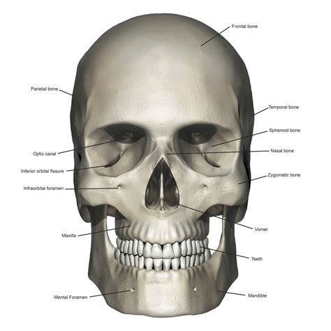 Anterior View Of Human Skull Anatomy With Annotations Poster Print By