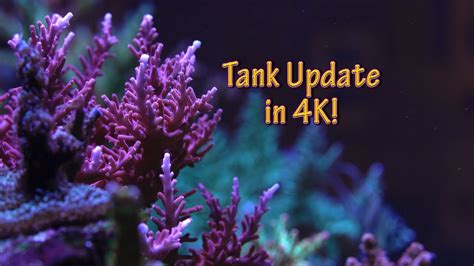 Reefbum May 2019 Tank Update In 4k Youtube