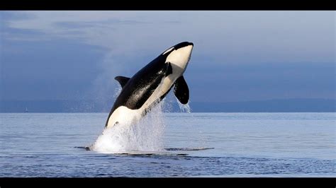 Bbc Wildlife Documentary Killer Whales National Geographic