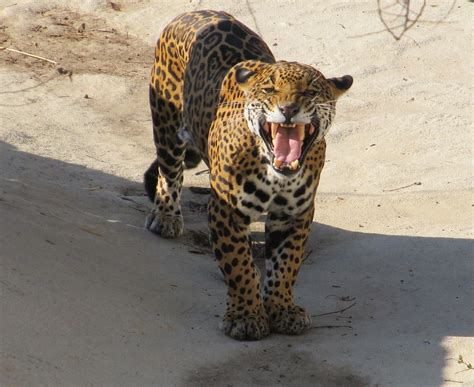 Jaguars Keep Protected Habitat In Us Southwest