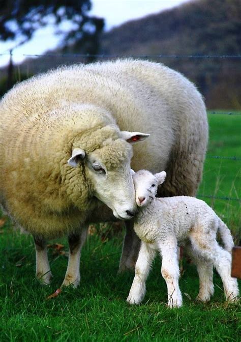 10 Cute Sheep Pictures That Will Brighten Your Day Baby Animals Cute