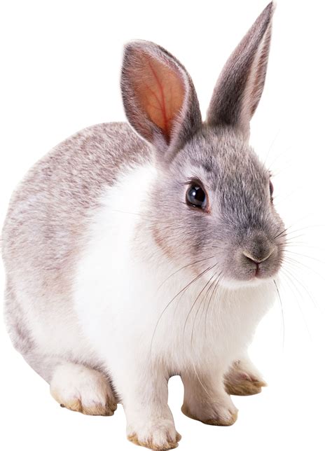 Free Png Rabbits Bunnies | Wild animals pictures, Cute animals, Baby ...