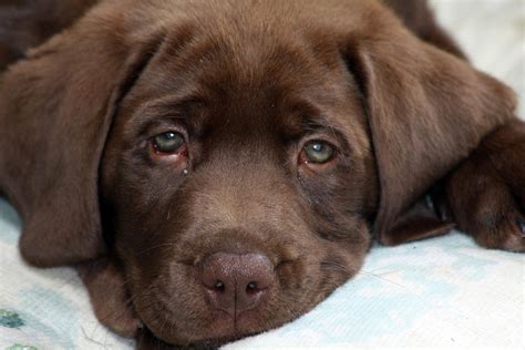 Sad Puppy Photograph By Daylin Wright