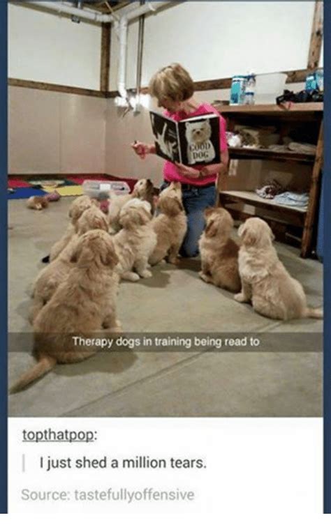 Dog Therapy Dogs In Training Being Read To Topthatpo I