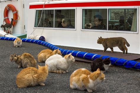 Aoshima La Isla De Japón Que Tiene Más Gatos Que Habitantes Por Metro