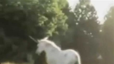 Real Unicorn Caught On Tape Youtube