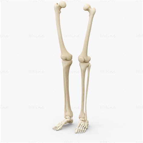 Human Legs Muscle Bone Anatomy 3d Model