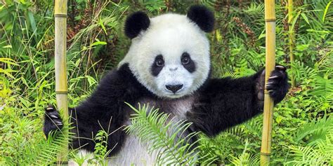 Le Panda Géant Menacé Dans Ses Montagnes