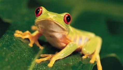 How Do Frogs Start Out From Birth Animals Momme