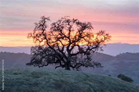 Sunset Oak Tree Silhouette Joseph D Grant County Park Santa Clara