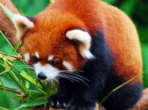 Красная панда. Описание и образ жизни красной панды