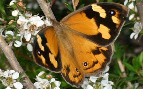 Common Brown Butterfly Climatewatch Australia Citizen Science App