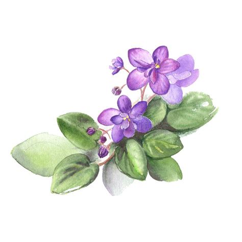 Hand Drawn Watercolor Of African Violet Flowers Illustration For Your