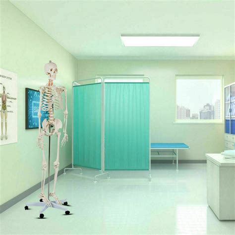 Medical School Human Anatomy Class Life Size Skeleton Model Costway