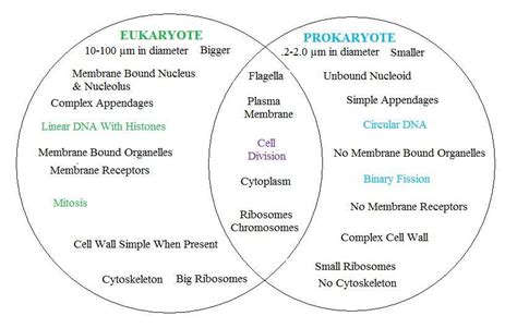 Prokaryotic Vs Eukaryotic Cells The Cell