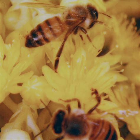 Neil Krug Yellow Aesthetic Bee Aesthetic Colors