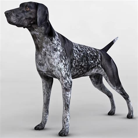 Find german shorthaired pointer dogs and puppies from ohio breeders. German Shorthaired Pointer - My Dog Breeders - Part 120