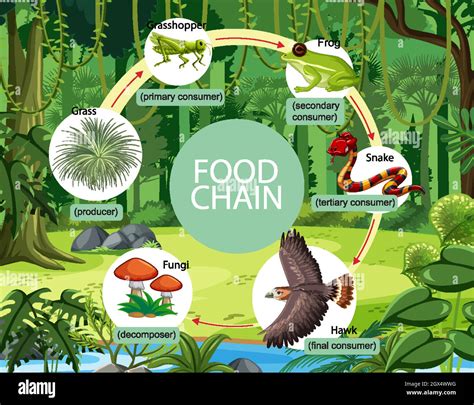 Concepto De Diagrama De La Cadena Alimentaria Sobre El Fondo Forestal Imagen Vector De Stock Alamy