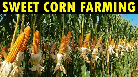 Sweet Corn Farming In California Corn Production Harvesting And