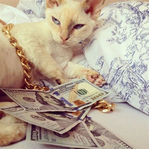 Rich Gangster Cats Flexing Their Wealth Cats Money Cat Cat Love